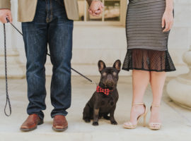 boston terrier engagement dog city