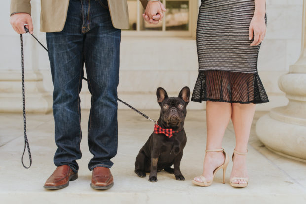 boston terrier engagement dog city